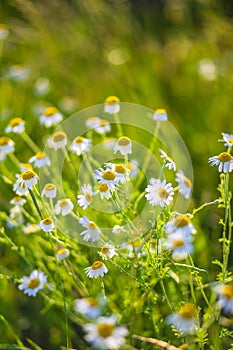 Field of chamomile flowers