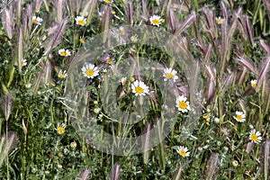 Field chamomile flowers close up. Beautiful natural scene with blooming medical chamomiles