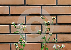 Field chamomile grass on a background of brickwork