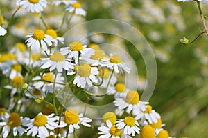 Field with chamomile plants Matricaria chamomilla in flower