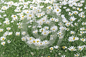 Field chamomiles flower in garden for summer background