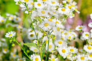 Field chamomiles flowers closeup. Beautiful nature scene