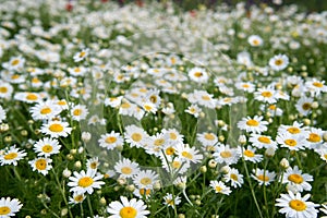 Field chamomiles flowers closeup. Beautiful nature scene with blooming medical chamomiles