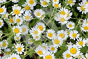 Field chamomiles flowers closeup. Beautiful nature scene with blooming medical chamomiles