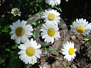 Field chamomiles flowers closeup. Beautiful nature scene with blooming medical chamomiles in sun day.