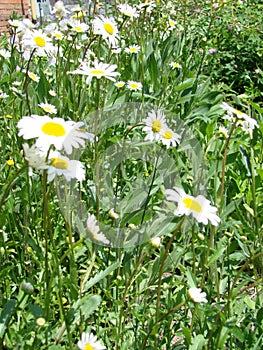 Field chamomiles flowers closeup. Beautiful nature scene with blooming medical chamomiles in sun day.