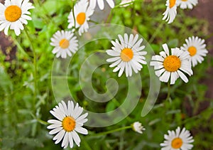 Field chamomiles flowers closeup. Beautiful nature scene with blooming medical chamomiles in sun day. Alternative medicine Spring