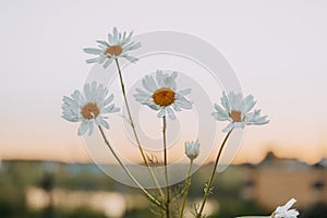 Field chamomiles flowers closeup. Beautiful nature scene with blooming medical chamomiles in sun day. Summer background