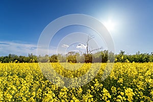 Field channels in the backlight