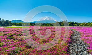 Field of cherry blossom in Japan Shibazakura Festival with Mount