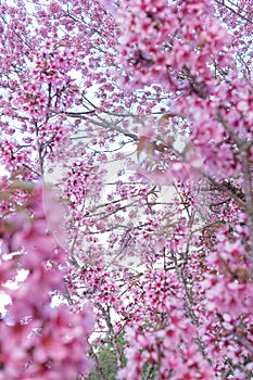 Field Cherry Blossom Tree Woods Hanami