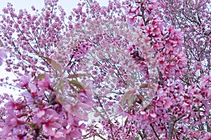 Field Cherry Blossom Tree Woods Hanami