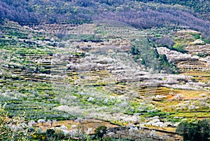 Field of cherry blossoms