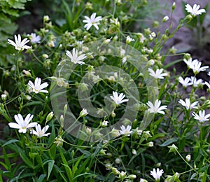 Field Chickweed