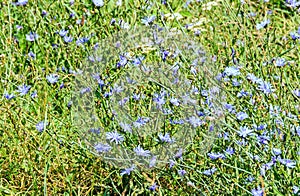 Field of cichorium intybus blue flower, in Romania known as