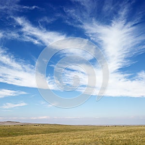 Field with cirrus clouds