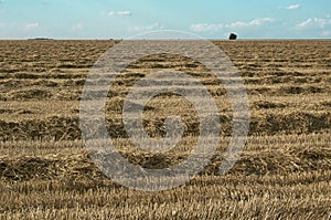 Field of the cleaned wheat.