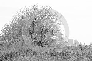 A Field on The Cleveland Lakefront Nature Preserve