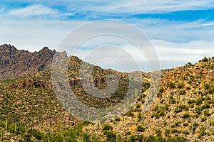 Field in the cliffs of tuscon arizona in sabino national park in late afternoon sun with fields of cactuses and plants