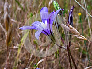 Field Close Up in spring wildflowers grasses regaining color