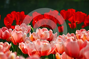 A field of Closeup tulip flowers in the garden