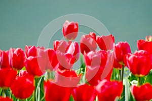 A field of Closeup red tulips in blossom