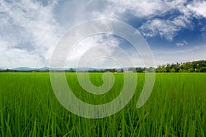 Field with clouds