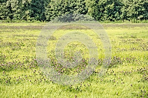 Field of clover