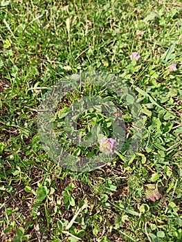 field of clovers background