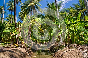 Field of coconut and bananas trees in Ampawa