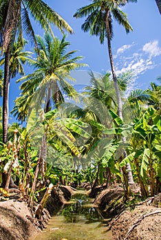 Field of coconut and bananas trees in Ampawa