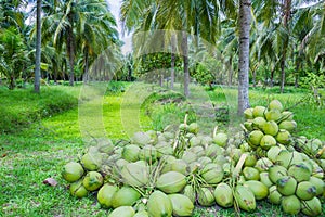 Field of coconut trees