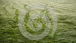 Field by a cold and humid morning