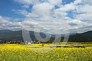 Field of cole flowers