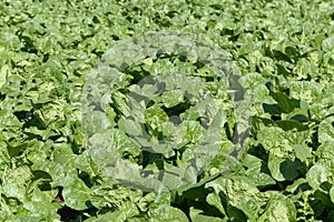 Field with collard greens