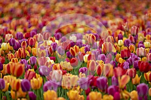 Field of colored tulips