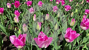 Field of colorful bright blooming tulips, large group of multi colored flowers nature still vivid background, moving in