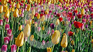 Field of colorful bright blooming tulips, large group of multi colored flowers nature still vivid background, moving in