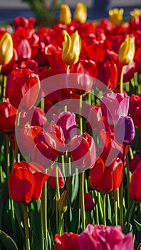 Field of colorful bright blooming tulips, large group of multi colored flowers nature still vivid background, moving in