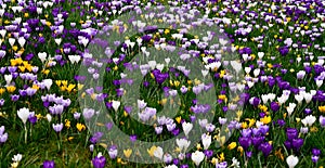 Field of colorful crocuses in grass