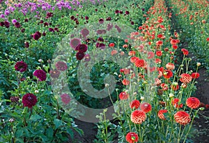 Field of colorful dahlia flowers