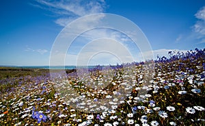 Field of colorful flowers