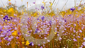 Field of colorful flowers that are beautiful in sunshine day, select focus