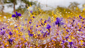 Field of colorful flowers that are beautiful in sunshine day, select focus