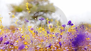 Field of colorful flowers that are beautiful in sunshine day, select focus