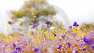 Field of colorful flowers that are beautiful in sunshine day, select focus