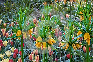Field of colorful flowers with crown imperial, imperial fritillary or Kaiser\'s crown, in a park in Holland
