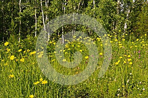 Aspens and a field of colorful flowers