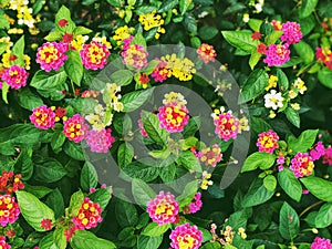 A field of colorful lantana flowers blooming in the fall