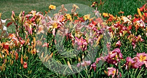 Field of colorful lilies in the summertime